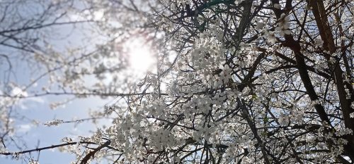 fruehling-1