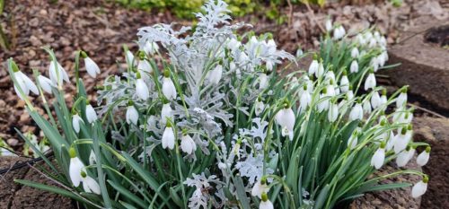 fruehling-6
